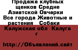 Продажа клубных щенков Средне Азиатской Овчарки - Все города Животные и растения » Собаки   . Калужская обл.,Калуга г.